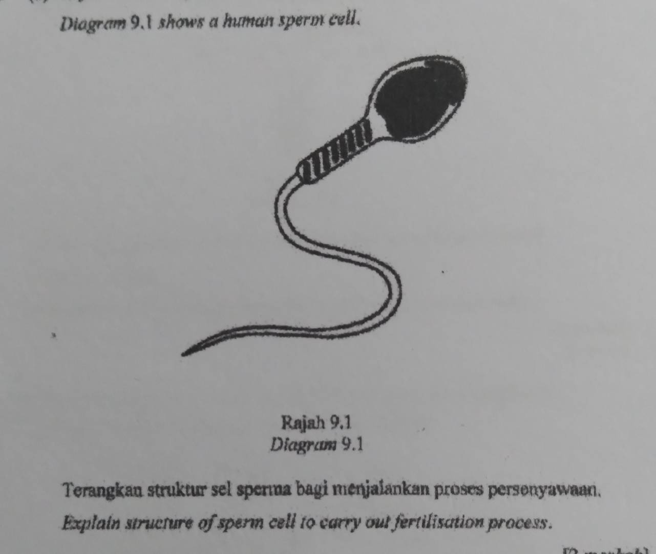 Diagram 9.1 shows a human sperm cell. 
Rajah 9.1 
Diagram 9.1 
Terangkan struktur sel sperma bagi menjaiankan proses personyawaan. 
Explain structure of sperm cell to carry out fertilisation process.