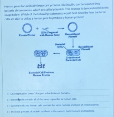 Human genes for medically important proteins, like insulin, can be inserted into
bacteria chromosomes, which are called plasmids. This process is demonstrated in the
image below. Which of the following statements would best describe how bacterial
cells are able to utilize a human gene to produce a human protein?
DNA replication doesn't happen in bacteria and humans.
Bacteria, cells contain all of the same organelles as human cells.
Bacterial cells and human cells contain the same number and type of chromosomes.
The basic process of protein synthesis is the same in both humans and bacteria.