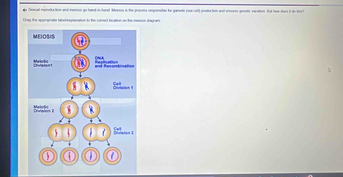 €x Sexual reproduction and meiosis go hand-in-hand. Meiosis is the process responsible for gamete (sex cell) production and ensures genetic variation. But how does it do this? 
Drag the appropriate label/explanation to the correct location on the meiosis diagram