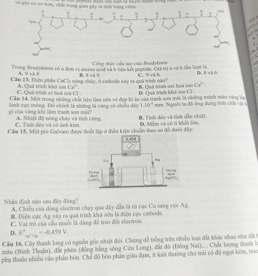 à mộ t peptide được sản sinh tử huyết thanh trong ma t . 
và gây co cơ trơn, chất trung gian gây ra tình trang viêm.
Một b
2NO3 (
nh to
4. 2
C.
Câu 
(1)K
Công thức cấu tạo của Bradykinin
chan
Trong Bradykinin có a đơn vị amino acid và b liên kết peptide. Giá trị a và b lần lượt là
()
A. 9 và 8 B. 8 và 9. C. 9 và 6. D. 8 và 6.
(
Câu 13. Điện phân CaCl₂ nóng chảy, ở cathode xảy ra quá trình nào?
A. Quá trình khử ion Ca^(2+). B. Quá trình oxi hoá ion Ca^(2+).
C. Quá trình xi hoá ion Cl . D. Quá trình khử ion Cl.
  
Câu 14. Một trong những chất liệu làm nên vẻ đẹp kì ảo của tranh sơn mài là những mảnh màu vàng lấp
lánh cực mông. Đó chính là những lá vàng có chiều dày 1.10^(-4)mm 1. Người ta đã ứng dụng tính chất vật lị
gì của vàng khi làm tranh sơn mài?
A. Nhiệt độ nóng chảy và tính cứng. B. Tính dẻo và tính dẫn nhiệt.
C. Tính dẻo và có ánh kim. D. Mềm và có tỉ khối lớn.
Câu 15. Một pin Galvani được thiết lập ở điều kiện chuẩn theo sơ đồ dưới đây:
Nhận định nào sau đây đúng?
A. Chiều của dòng electron chạy qua dây dẫn là từ cực Cu sang cực Ag.
B. Điện cực Ag xảy ra quá trình khủ nên là điện cực cathode.
C. Vai trò của cầu muối là dùng để trao đổi electron.
D. E^0_Ag^+/Ag^circ =-0,459V.
Câu 16. Cây thanh long có nguồn gốc nhiệt đới. Chúng dễ trồng trên nhiều loại đất khác nhau như đất b
màu (Bình Thuận), đất phèn (đồng bằng sông Cửu Long), đất đỏ (Đồng Nai),... Chất lượng thanh lo
phụ thuộc nhiều vào phân bón. Chế độ bón phân giàu đạm, ít kali thường cho trái có độ ngọt kém, mau