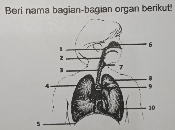 Beri nama bagian-bagian organ berikut!