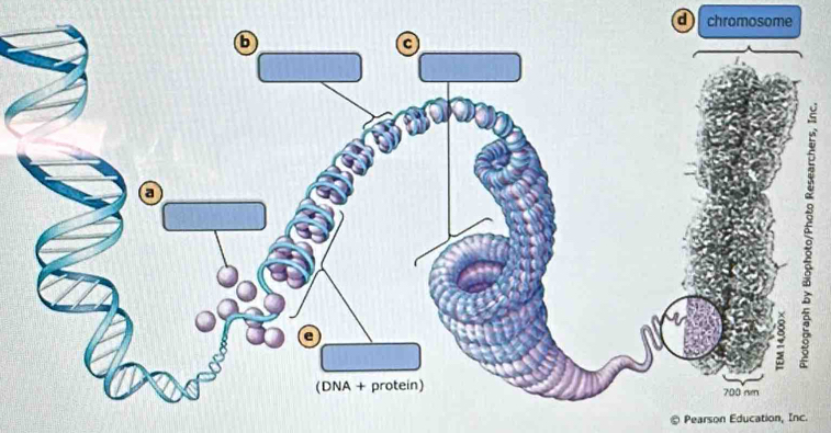 chromosome 
Pearson Education, Inc.