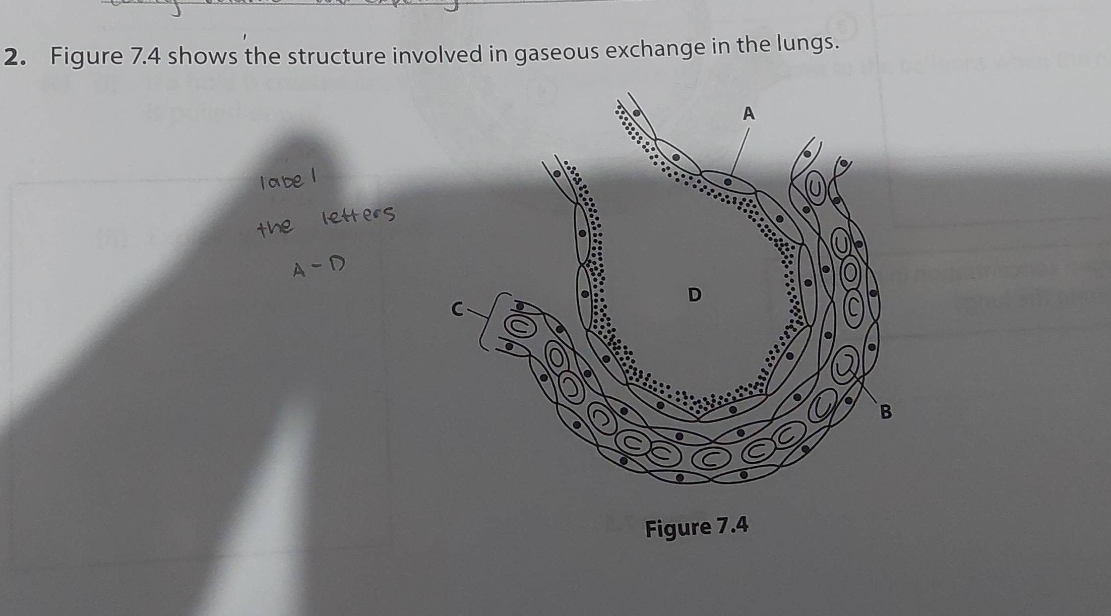 Figure 7.4 shows the structure involved in gaseous exchange in the lungs.