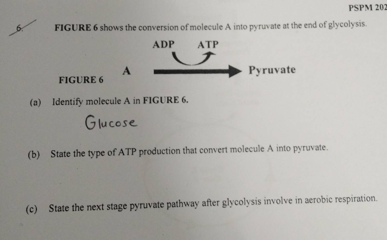 PSPM 202 
6. FIGURE 6 shows the conversion of molecule A into pyruvate at the end of glycolysis. 
ADP ATP 
A Pyruvate 
FIGURE 6 
(a) Identify molecule A in FIGURE 6. 
(b) State the type of ATP production that convert molecule A into pyruvate. 
(c) State the next stage pyruvate pathway after glycolysis involve in aerobic respiration.