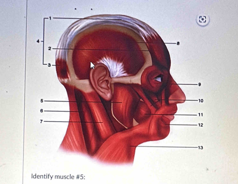 Identify muscle # 5 :