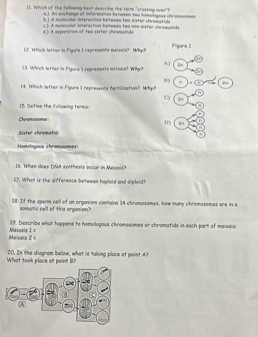 Which of the following best describe the term "crossing over"?
a.) An exchonge of information between two homologous chromosomes
b.) A molecular interaction between two sister chromatids
c.) A molecular interaction between two non-sister chromatids
d.) A separation of two sister chromatids
12. Which letter in Figure I represents meiosis? Why? Figure 1
an
^) 2n
13. Which letter in Figure 1 represents mitosis? Why?
2n
B) n + Cn 2n
14. Which letter in Figure 1 represents fertilization? Why?
C) 2n
15. Define the following terms:
n
n
Chromosome:
D) 2n n
n
Sister chromatid:
n
Homologous chromosomes:
16. When does DNA synthesis occur in Meiosis?
17. What is the difference between haploid and diploid?
18. If the sperm cell of an organism contains 14 chromosomes, how many chromosomes are in a
somatic cell of this organism?
19. Describe what happens to homologous chromosomes or chromatids in each part of meiosis:
Meiosis 1=
Meiosis 2=
20. In the diagram below, what is taking place at point A?
What took place at point B?