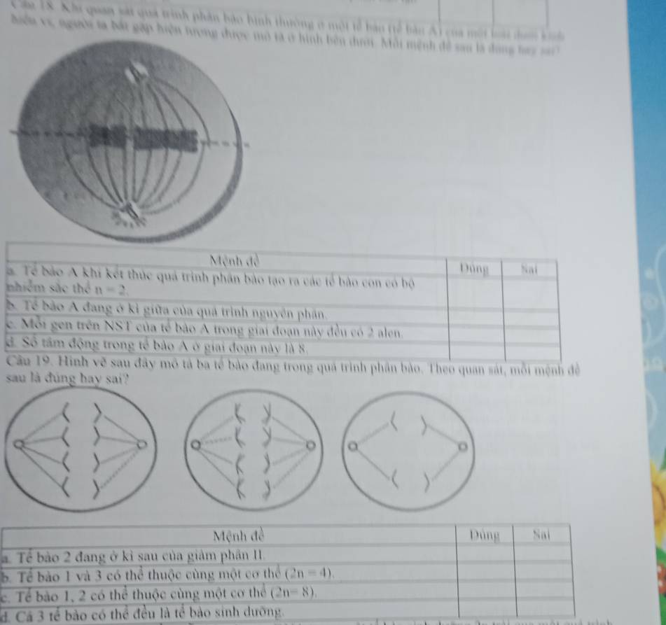 Cáa 18. Khi quan sát quả trình phản bảo hình thường ở một tế bản tế bàn Ai của một loại dưn k 
hiển vị người ta bắt gặp hiện tượng ở hình bên dư. Mỗi mệnh đề sau là đang hay s
Mệnh đề Dúng Nai
a Tế bảo A khi kết thúc quá trình phần bảo tạo ra các tế bảo con có bộ
nhiễm sắc thể n=2.
B. Tể bảo A đang ở kỉ giữa của quá trình nguyên phần.
c. Mỗi gen trên NST của tế bảo A trong giai đoạn này đều có 2 alen.
d Số tâm động trong tế bảo A ở giai đoạn này là 8.
Câu 19. Hình vẽ sau đây mô tả ba tế bảo đang trong quá trình phần bào. Theo quan sát, mỗi mệnh đề
sau là đúng hay sai?
Mệnh đề Dúng Nai
a Tế bào 2 đang ở kỉ sau của giảm phần II.
b. Tể bào 1 và 3 có thể thuộc cùng một cơ thể (2n-4).
c. Tể bào 1, 2 có thể thuộc cùng một cơ thể (2n-8).
đ. Cá 3 tế bảo có thể đều là tể bảo sinh dưỡng.