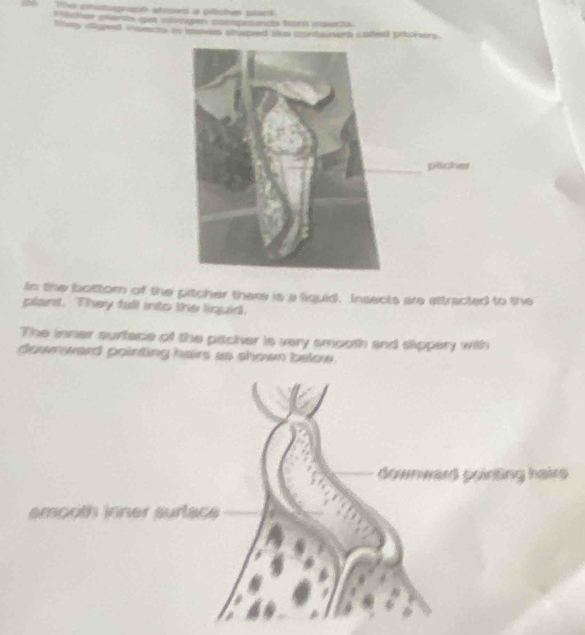 Te cmutograh stosed a pitctes plucs 
Peter planto gest obougen coempsancs tram mabria 
lry siged isecty in tnses shepeed tas contsinerh scatled prokvins 
In the bottor of the pitcher there is a liquid. Insects are attracted to the 
plant. They full into the liquid. 
The inner surface of the pitcher is very smooth and slippery with 
downward pointing hairs as shown below. 
downward pointing hairs 
smooth inner surlace