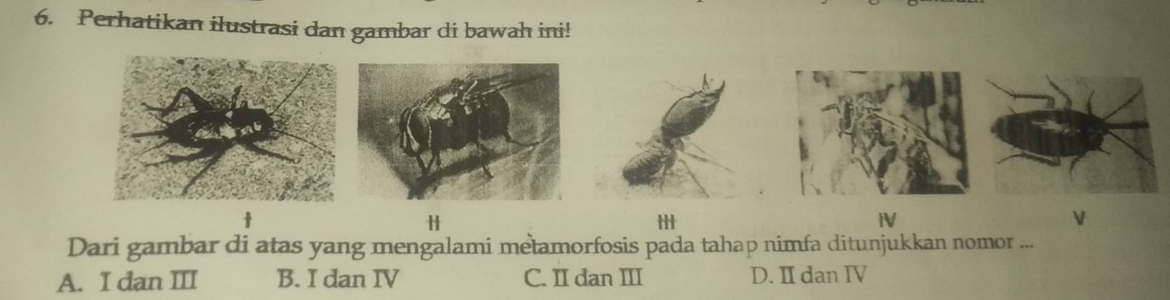 Perhatikan ilustrasi dan gambar di bawah ini!

IV
V
Dari gambar di atas yang mengalami metamorfosis pada tahap nimfa ditunjukkan nomor ...
A. I dan III B. I dan IV C. II dan III D. II dan IV