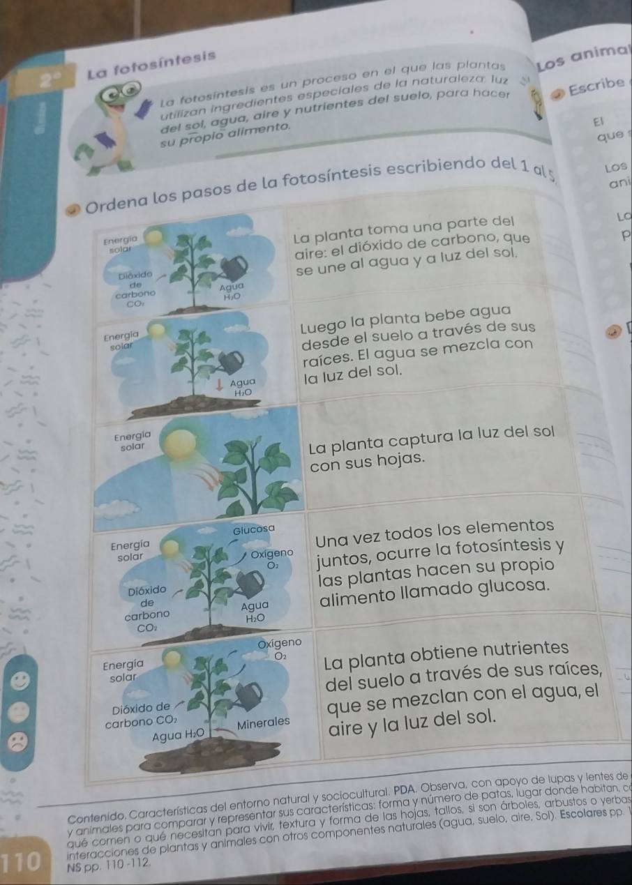 La fotosíntesis
La fotosíntesis es un proceso en el que las plantas Los animal
utilizan ingredientes especíales de la naturaleza. luz
del sol, agua, aire y nutrientes del suelo, para hace
su propio alimento. Escribe
El
que 
D  Ordena los pasos de la fotosíntesis escribiendo del 1 al 5
Los
ani
solar La planta toma una parte del
LO
Energía
aire: el dióxido de carbono, que
p
do se une al agua y a luz del sol.
Diêxido
carbono Agua
CO: H₂O
Luego la planta bebe agua
Energia
solar
desde el suelo a través de sus
raíces. El agua se mezcla con
Agua la luz del sol.
H₂O
Energía
solar
La planta captura la luz del sol
con sus hojas.
Glucosa
solar Oxigeno Una vez todos los elementos
Energía
O2 juntos, ocurre la fotosíntesis y
Dióxido las plantas hacen su propio
carbono alimento llamado glucosa.
de
Agua
H₂O
CO
Energía Oxígeno
Oz
solar La planta obtiene nutrientes
del suelo a través de sus raíces,
Dióxido de
que se mezclan con el agua, el
carbono CO₂ Minerales
Agua H₂O
aire y la luz del sol.
Contenido. Características del entorno natural y sociocultural. PDA. Observa, con apoyo de lupas y lentes de
y animales para comparar y representar sus características: forma y número de patas, lugar donde habitan, co
qué comen o que necesitan para vivir, textura y forma de las hojas, tallos, si son árboles, arbustos o verbas
interacciones de plantas y animales con otros componentes naturales (agua, suelo, aire, Sol). Escolares pp. 1
110 NS pp. 110 -112.