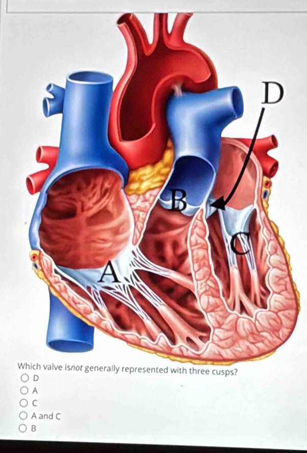 A
C
A and C
B