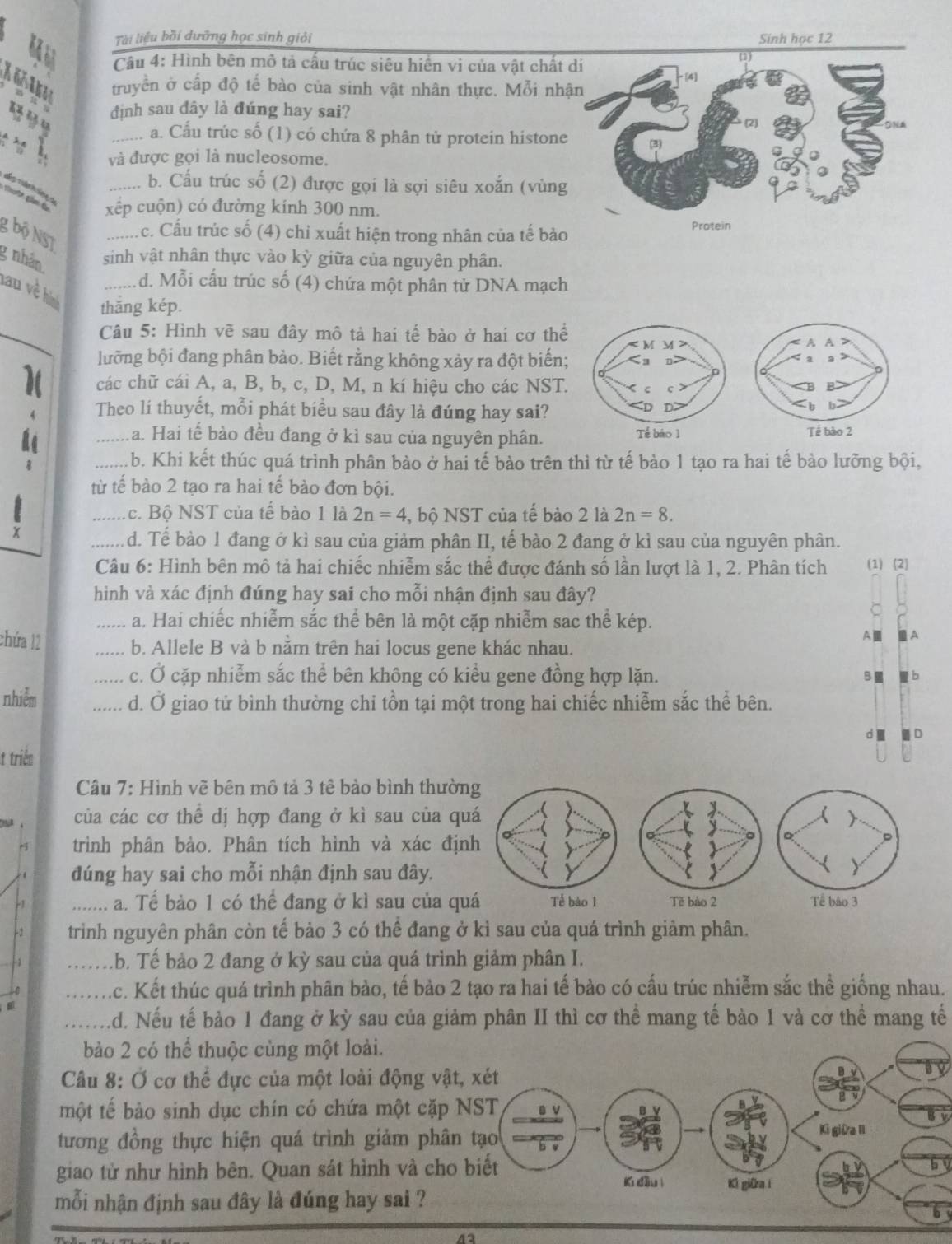 Tài liệu bồi dưỡng học sinh giải Sính học 12
Câu 4: Hình bên mô tả cấu trúc siêu hiển vi của vật chất
truyền ở cấp độ tế bào của sinh vật nhân thực. Mỗi nh
   
định sau đây là đúng hay sai?
_a. Cầu trúc số (1) có chứa 8 phân tử protein histone
và được gọi là nucleosome.
_b. Cấu trúc số (2) được gọi là sợi siêu xoắn (vùng
ch án à
xếp cuộn) có đường kính 300 nm.
g bộ NST
_c. Cấu trúc số (4) chỉ xuất hiện trong nhân của tế bào
g nhân.
sinh vật nhân thực vào kỳ giữa của nguyên phân.
_d. Mỗi cấu trúc số (4) chứa một phân tử DNA mạch
lau về hà
thắng kép.
Câu 5: Hình vẽ sau đây mô tả hai tế bào ở hai cơ thể 
lưỡng bội đang phân bảo. Biết rằng không xảy ra đột biến;
các chữ cái A, a, B, b, c, D, M, n kí hiệu cho các NST.
Theo lí thuyết, mỗi phát biều sau đây là đúng hay sai?
Re
_a. Hai tế bào đều đang ở kì sau của nguyên phân.
_b. Khi kết thúc quá trình phân bào ở hai tế bào trên thì từ tế bào 1 tạo ra hai tế bào lưỡng bội,
từ tế bào 2 tạo ra hai tế bào đơn bội.
_c. Bộ NST của tế bào 1 là 2n=4 , bộ NST của tế bào 2 là 2n=8.
x
_d. Tế bảo 1 đang ở kì sau của giảm phân II, tế bào 2 đang ở kỉ sau của nguyên phân.
Câu 6: Hình bên mô tả hai chiếc nhiễm sắc thể được đánh số lần lượt là 1, 2. Phân tích (1) (2)
hình và xác định đúng hay sai cho mỗi nhận định sau đây?
_a. Hai chiếc nhiễm sắc thể bên là một cặp nhiễm sac thể kép.
A A
chứa 12 _b. Allele B và b nằm trên hai locus gene khác nhau.
_    c. Ở cặp nhiễm sắc thể bên không có kiểu gene đồng hợp lặn. BⅢ
nhiễm _... d. Ở giao tử bình thường chi tồn tại một trong hai chiếc nhiễm sắc thể bên.
t triée d
Câu 7: Hình vẽ bên mô tả 3 tê bảo bình thường
. của các cơ thể dị hợp đang ở kì sau của quá
trình phân bảo. Phân tích hình và xác định
đúng hay sai cho mỗi nhận định sau đây.
-1 _a. Tế bào 1 có thể đang ở kì sau của quá
-2 trình nguyên phân còn tế bảo 3 có thể đang ở kì sau của quá trình giảm phân.
_.b. Tế bảo 2 đang ở kỳ sau của quá trình giảm phân I.
Ac. Kết thúc quá trình phân bảo, tế bảo 2 tạo ra hai tế bào có cấu trúc nhiễm sắc thể giống nhau.
_d. Nếu tế bảo 1 đang ở kỳ sau của giảm phân II thì cơ thể mang tế bào 1 và cơ thể mang tế
bào 2 có thể thuộc cùng một loài.
Câu 8: Ở cơ thể đực của một loài động vật,
một tế bào sinh dục chín có chứa một cặp N
tương đồng thực hiện quá trình giảm phân 
giao tử như hình bên. Quan sát hình và cho 
mỗi nhận định sau đây là đúng hay sai ?