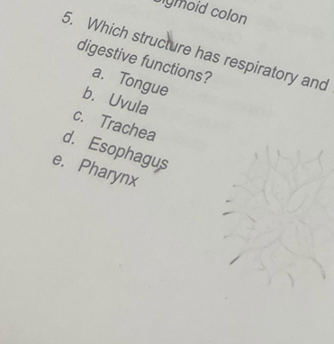 ymoid colon
5. Which structure has respiratory and
digestive functions?
a. Tongue
b. Uvula
c. Trachea
d. Esophagus
e. Pharynx