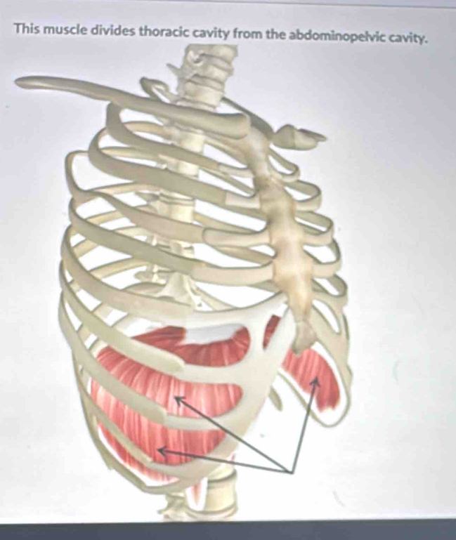 This muscle dividc cavity.