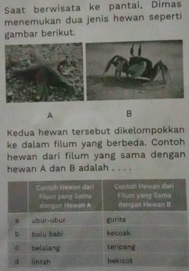 Saat berwisata ke pantai, Dimas 
menemukan dua jenis hewan seperti 
gambar berikut. 
A 
B 
Kedua hewan tersebut dikelompokkan 
ke dalam filum yang berbeda. Contoh 
hewan dari filum yang sama dengan 
hewan A dan B adalah . . . .