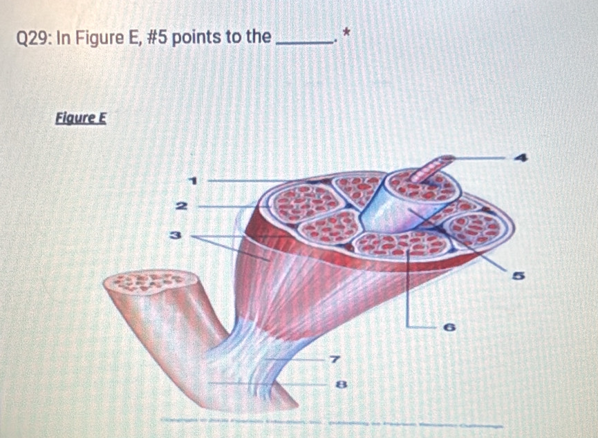 In Figure E, #5 points to the _. * 
Figure E