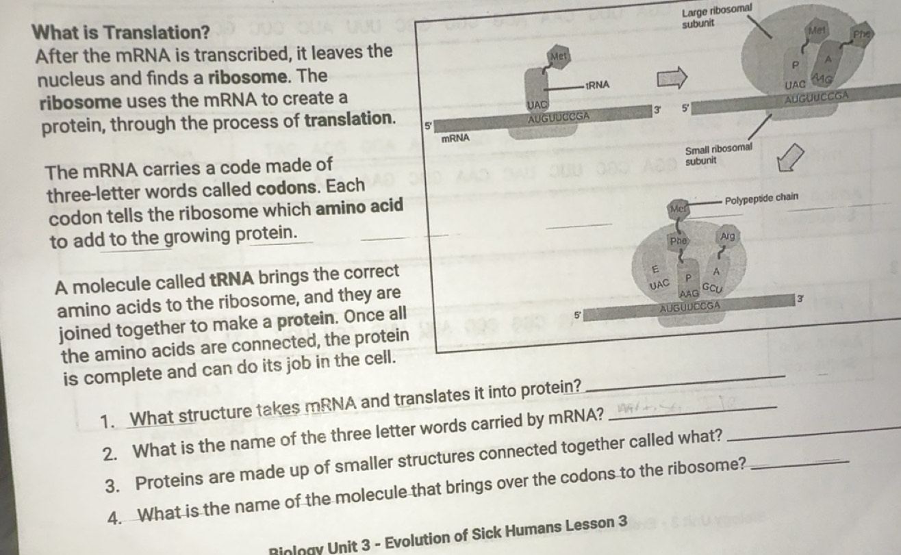Solved: Large ribosomal subunit What is Translation? Met After the mRNA ...