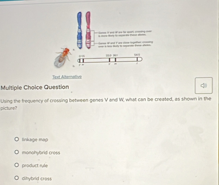 Question
Using the frequency of crossing between genes V and W, what can be created, as shown in the
picture?
linkage map
monohybrid cross
product rule
dihybrid cross