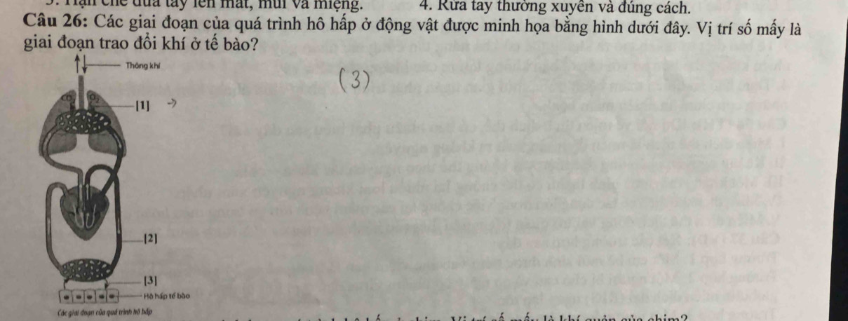 Hạn che đủa tay lên mất, mui và miệng. 4. Rừa tay thường xuyền và đúng cách. 
Câu 26: Các giai đoạn của quá trình hô hấp ở động vật được minh họa bằng hình dưới đây. Vị trí số mấy là 
giai đoạn trao đồi khí ở tế bào? 
Các giai đoạn của quá trình hồ hấp