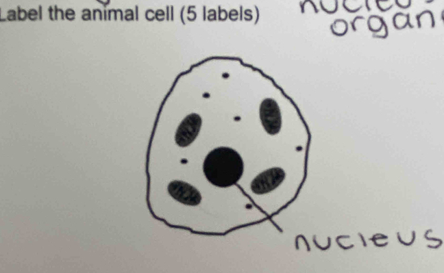 Label the animal cell (5 labels) 
gan 
cieus