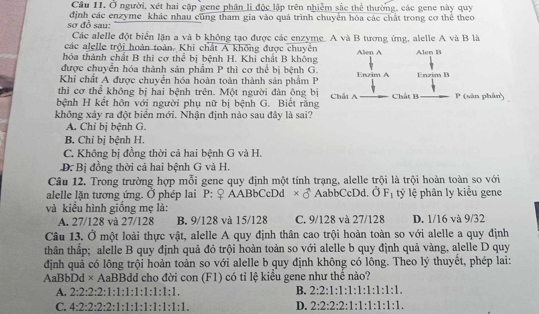 Ở người, xét hai cặp gene phân li độc lập trên nhiễm sắc thể thường, các gene này quy
định các enzyme khác nhau cũng tham gia vào quá trình chuyển hóa các chất trong cơ thể theo
sơ đồ sau:
Các alelle đột biến lặn a và b không tạo được các enzyme. A và B tương ứng, alelle A và B là
các alelle trội hoàn toàn. Khi chất A không được chuyền
Alen A Alen B
hóa thành chất B thì cơ thể bị bệnh H. Khi chất B không
được chuyển hóa thành sản phẩm P thì cơ thể bị bệnh G. Enzim A Enzim B
Khi chất A được chuyển hóa hoàn toàn thành sản phầm P
thì cơ thể không bị hai bệnh trên. Một người đàn ông bị Chất A
Chất B P (sản phần)
bệnh H kết hôn với người phụ nữ bị bệnh G. Biết rằng
không xảy ra đột biến mới. Nhận định nào sau đây là sai?
A. Chỉ bị bệnh G.
B. Chỉ bị bệnh H.
C. Không bị đồng thời cả hai bệnh G và H.
Đ. Bị đồng thời cả hai bệnh G và H.
Câu 12. Trong trường hợp mỗi gene quy định một tính trạng, alelle trội là trội hoàn toàn so với
alelle lặn tương ứng. Ở phép lai P: ♀ AABbCcDd * 3 AabbCcDd. Ở F_1 tỷ lệ phân ly kiểu gene
và kiểu hình giồng mẹ là:
A. 27/128 và 27/128 B. 9/128 và 15/128 C. 9/128 và 27/128 D. 1/16 và 9/32
Câu 13. Ở một loài thực vật, alelle A quy định thân cao trội hoàn toàn so với alelle a quy định
thân thấp; alelle B quy định quả đỏ trội hoàn toàn so với alelle b quy định quả vàng, alelle D quy
định quả có lông trội hoàn toàn so với alelle b quy định không có lông. Theo lý thuyết, phép lai:
AaBbDd × AaBBdd cho đời con (F1) có tỉ lệ kiểu gene như thể nào?
A. 2:2:2:2:1:1:1:1:1:1:1:1. B. 2:2:1:1:1:1:1:1:1:1.
C. 4:2:2:2:1:1:1:1:1:1:1:1:1. D. 2:2:2:2:1:1:1:1:1:1.