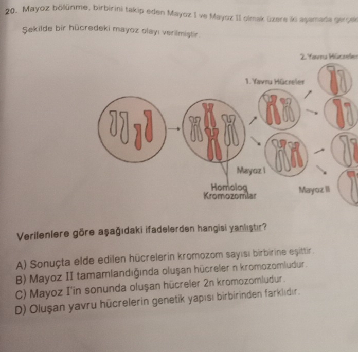 Mayoz bölünme, birbirini takip eden Mayoz I ve Mayoz II olmak üzere iki agamada geroek
Şekilde bir hücredeki mayoz olayı verilmiştir.
2. Yavru Hücreler
Verilenlere göre aşağıdaki ifadelerden hangisi yanlıştır?
A) Sonuçta elde edilen hücrelerin kromozom sayısı birbirine eşittir.
B) Mayoz II tamamlandığında oluşan hücreler n kromozomludur.
C) Mayoz I'in sonunda oluşan hücreler 2n kromozomludur.
D) Oluşan yavru hücrelerin genetik yapısı birbirinden farklıdır.