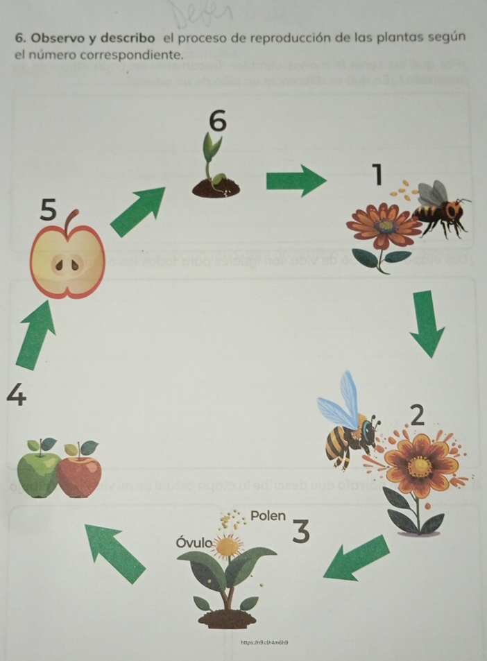 Observo y describo el proceso de reproducción de las plantas según 
el número correspondiente. 
6 
1 
5 
4 
2 
Polen 
Óvulo 
3 
https.//n9.clr4m6h9