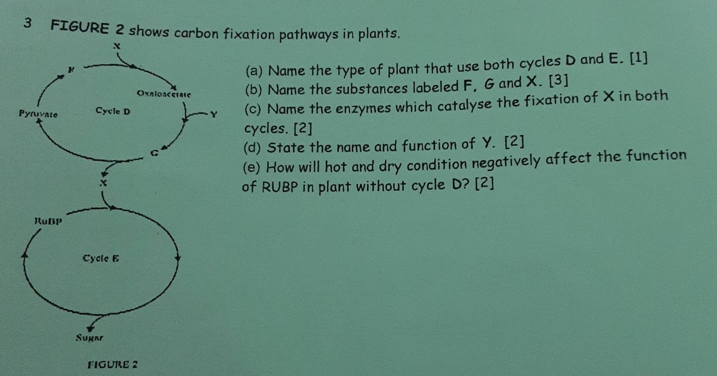 FIGURE 2 shows carbon fixation pathways in plants. 
(a) Name the type of plant that use both cycles D and E. [1] 
(b) Name the substances labeled F, G and X. [3] 
(c) Name the enzymes which catalyse the fixation of X in both 
cycles. [2] 
(d) State the name and function of Y. [2] 
(e) How will hot and dry condition negatively affect the function 
of RUBP in plant without cycle D? [2] 
FIGURE 2