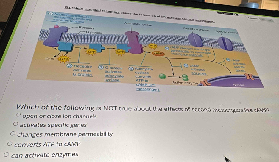 protein-coupled receptors cause the formation of intracellular second messengers.
Which of the following is NOT true about the effects of second messengers like cAMP?
open or close ion channels
activates specific genes
changes membrane permeability
converts ATP to cAMP
can activate enzymes