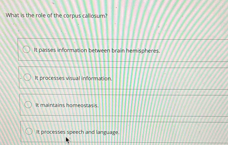 What is the role of the corpus callosum?
It passes information between brain hemispheres.
It processes visual information.
It maintains homeostasis.
It processes speech and language.