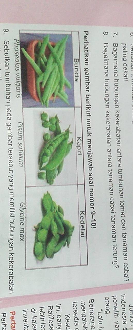 paling dekat! Jumian 
7. Bagaimana hubungan kekerabatan antara tumbuhan tomat dan tanaman cabai? 
Indonesia s 
8. Bagaimana hubungan kekerabatan antara tanaman cabai tanaman terung? peneliti yar 
orang. 
"Lalu j 
ab soal nomor 9-10! 
Beberapa 
mengatak 
tersedia 
Kesu 
ini, bany 
Raffless 
lebih ler 
di kala 
Phaseolus vulgaris 
inventa 
9. Sebutkan tumbuhan pada gambar tersebut yang memiliki hubungan kekerabatan Pertar 
Perha