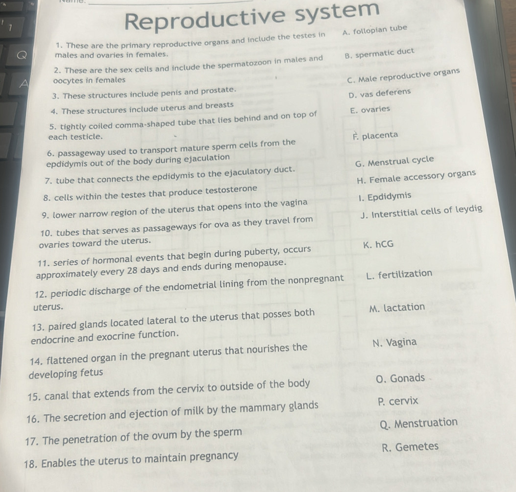 Reproductive system