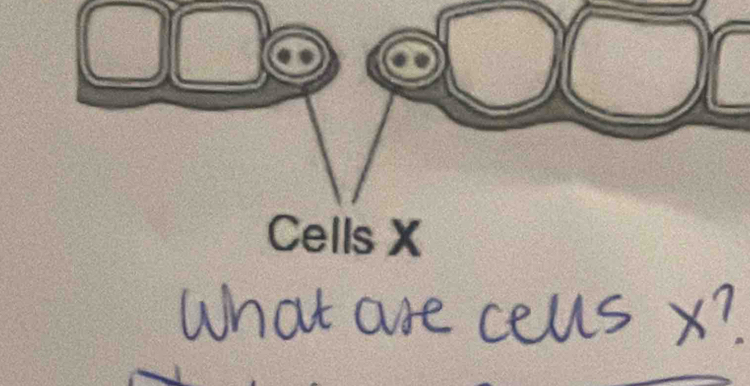 Cells X