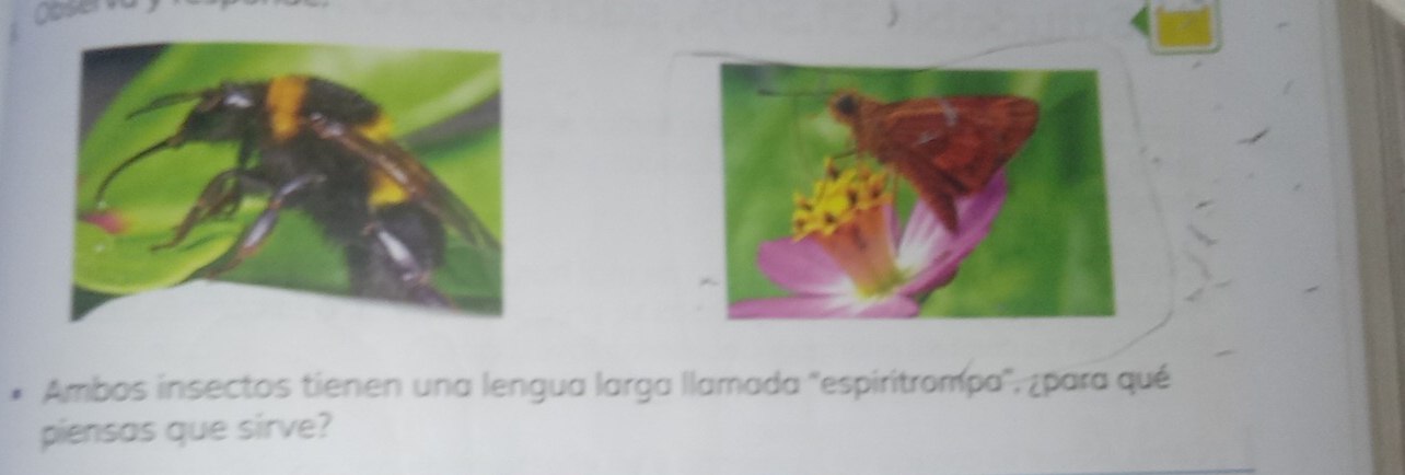 Qoservay 
Ambos insectos tienen una lengua larga llamada 'espiritrompa'', ¿para qué 
piensas que sirve?