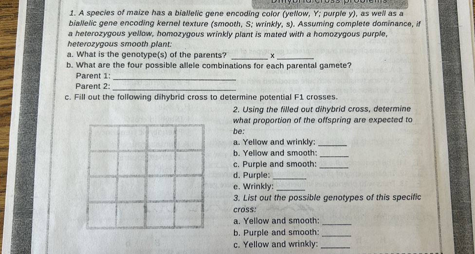 A species of maize has a biallelic gene encoding color (yellow, Y; purple y), as well as a 
biallelic gene encoding kernel texture (smooth, S; wrinkly, s). Assuming complete dominance, if 
a heterozygous yellow, homozygous wrinkly plant is mated with a homozygous purple, 
heterozygous smooth plant: 
a. What is the genotype(s) of the parents? _×_ 
b. What are the four possible allele combinations for each parental gamete? 
Parent 1:_ 
Parent 2:_ 
c. Fill out the following dihybrid cross to determine potential F1 crosses. 
2. Using the filled out dihybrid cross, determine 
what proportion of the offspring are expected to 
be: 
a. Yellow and wrinkly:_ 
b. Yellow and smooth:_ 
c. Purple and smooth:_ 
d. Purple:_ 
e. Wrinkly:_ 
3. List out the possible genotypes of this specific 
cross: 
a. Yellow and smooth:_ 
b. Purple and smooth:_ 
c. Yellow and wrinkly:_