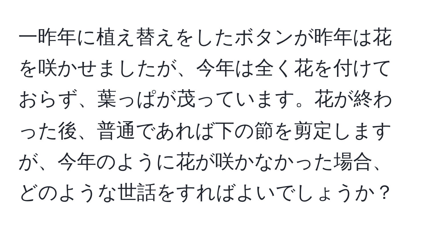 一昨年に植え替えをしたボタンが昨年は花を咲かせましたが、今年は全く花を付けておらず、葉っぱが茂っています。花が終わった後、普通であれば下の節を剪定しますが、今年のように花が咲かなかった場合、どのような世話をすればよいでしょうか？