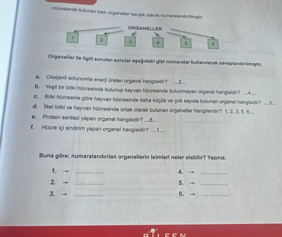 Hücrelerde bulunan bazı organeller karışık olarsk numaralandırılmıştr. 
ORGANELLER
1 2 3 4 5 6
Organelier İle ligili sorulan sorular aşağıdaki gibi numaralar kullanılarak cevaplandırımıştır. 
a. Oksijenli solunumla enerji üreten organel hangisidir? ....2.... 
b. Yeşil bir bitki hücresinde bulunup hayvan hücresinde bulunmayan organel hangisidi?__4___. 
c. Bitki hücresine göre hayvan hücresinde daha küçük ve çok sayıda bulunan organel hangisidir? ... 3.... 
d. llkel bitki ve hayvan hücresinde ortak olarak bulunan organeller hangileridir? 1, 2. 3, 5, 6.... 
e. Protein sentezi yapan organel hangísidir? .... 6.... 
f. Hücre içi sindirim yapan organel hangisidir? .. 1.... 
Buna göre; numaralandırılan organellerin Isimleri neler olabilir? Yazınız. 
1. 
_ 
4. 
_ 
2. 
_ 
5. 
_ 
3. 
_ 
6. 
_