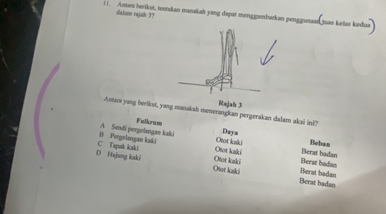 dalam rajah 3?
] |. Antara berikut, tentukan manakah yang dapat menggambarkan penggunaar tuas kelas kedua
Rajah 3
Antara yang berikut, yang manakah menerangkan pergerakan dalam aksi ini?
Fulkrum
Daya Beban
A Sendi pergelangan kaki Otot kaki Berat badan
B Pergelangan kaki Otot kaki Berat badan
C Tapak kaki Otot kaki
D Hujung kaki Otot kaki Berat badan
Berat badan