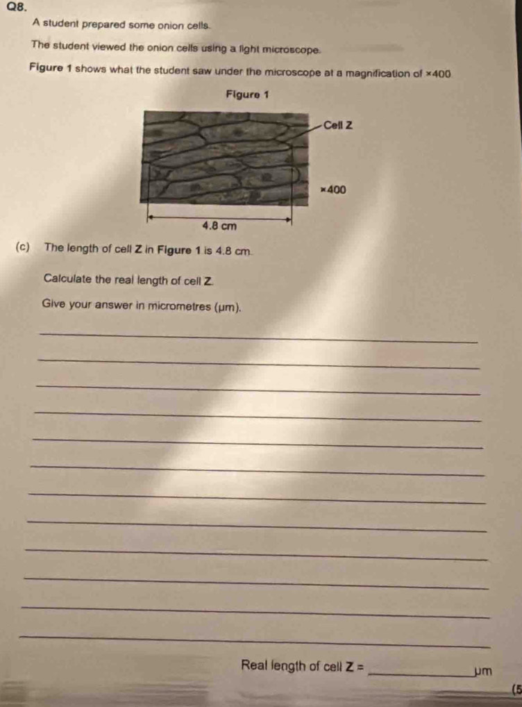 A student prepared some onion cells.
The student viewed the onion cells using a light microscope.
Figure 1 shows what the student saw under the microscope at a magnification of * 400
(c) The length of cell Z in Figure 1 is 4.8 cm
Calculate the real length of cell Z.
Give your answer in micrometres (μm).
_
_
_
_
_
_
_
_
_
_
_
_
Real length of cell Z=
_μm
(5