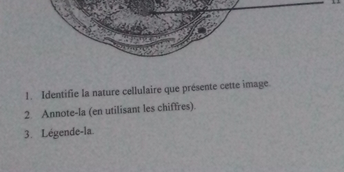 Identifie la nature cellulaire que présente cette image. 
2. Annote-la (en utilisant les chiffres). 
3. Légende-la.