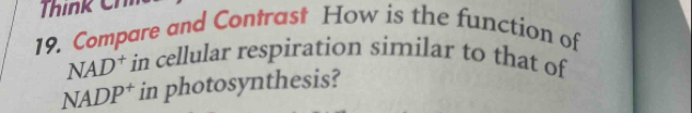 Compare and Contrast How is the function of
NAD^+ in cellular respiration similar to that of
NADP^+ in photosynthesis?