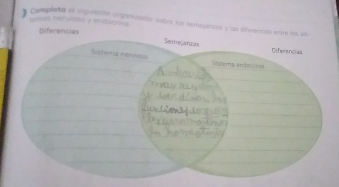 temas nervioso y endocrina 
Completa el siguiente orgánizador sobre los semejanz