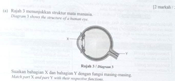 [2 markah / : 
(a) Rajah 3 menunjukkan struktur mata manusia. 
Diagram 3 shows the structure of a human eye. 
Rajah 3 / Diagram 3 
Suaikan bahagian X dan bahagian Y dengan fungsi masing-masing. 
Match part X and part Y with their respective functions.