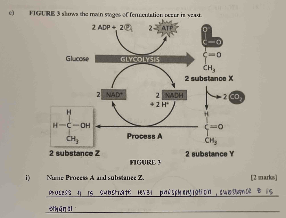 FIGURE 3 shows the main stages of fermentation occur in yeast.
i) Name Process A and substance Z. [2 marks]
_
_