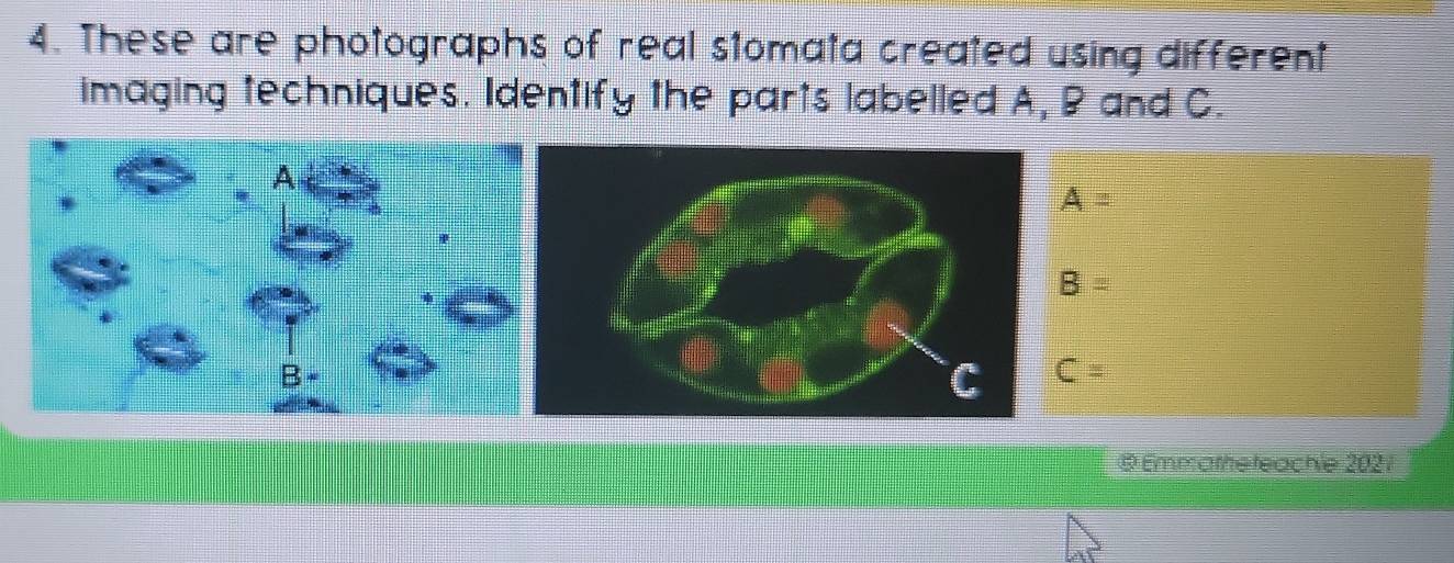 These are photographs of real stomata created using different
imaging techniques. Identify the parts labelled A, B and C.
A=
B=
C=
© Emmathe teachie 2021