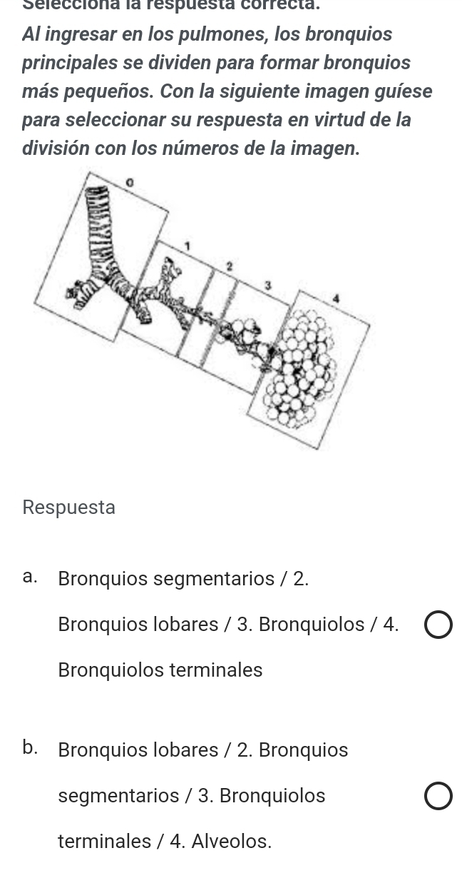 Selecciona la respuesta correcta.
Al ingresar en los pulmones, los bronquios
principales se dividen para formar bronquios
más pequeños. Con la siguiente imagen guíese
para seleccionar su respuesta en virtud de la
división con los números de la imagen.
Respuesta
a. Bronquios segmentarios / 2.
Bronquios lobares / 3. Bronquiolos / 4.
Bronquiolos terminales
b. Bronquios lobares / 2. Bronquios
segmentarios / 3. Bronquiolos
terminales / 4. Alveolos.