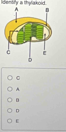 Identify a thylakoid.
C
A
B
D
E