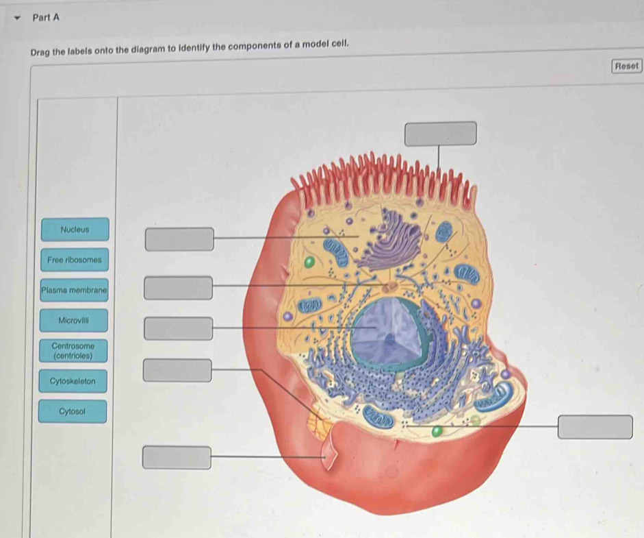 Solved: Drag the labels onto the diagram to identify the components of ...