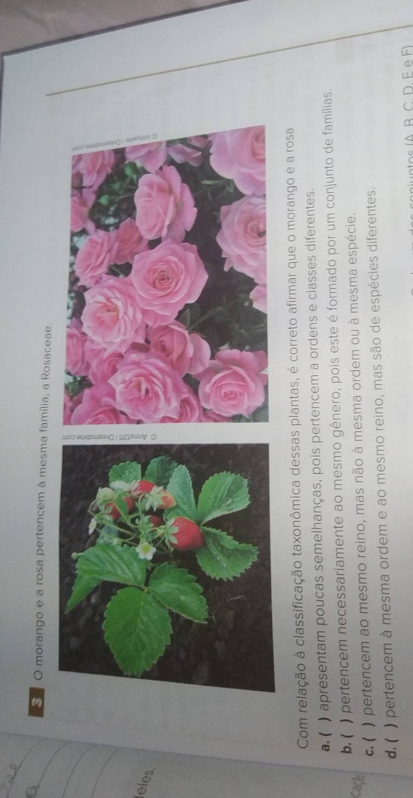 morango e a rosa pertencem à mesma família, a Rosaceae.
_
_
eles
Com relação à classificação taxonômica dessas plantas, é correto afirmar que o morango e a rosa
a. ( ) apresentam poucas semelhanças, pois pertencem a ordens e classes diferentes.
b. ( ) ) pertencem necessariamente ao mesmo gênero, pois este é formado por um conjunto de famílias.
c. ( ) pertencem ao mesmo reino, mas não à mesma ordem ou à mesma espécie.
d. ( ) pertencem à mesma ordem e ao mesmo reino, mas são de espécies diferentes.
ntos (A B. C. D. E e F)