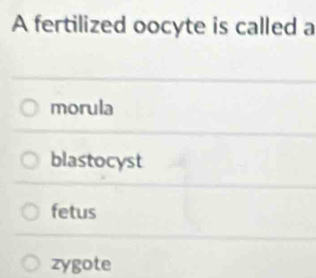 A fertilized oocyte is called a
morula
blastocyst
fetus
zygote